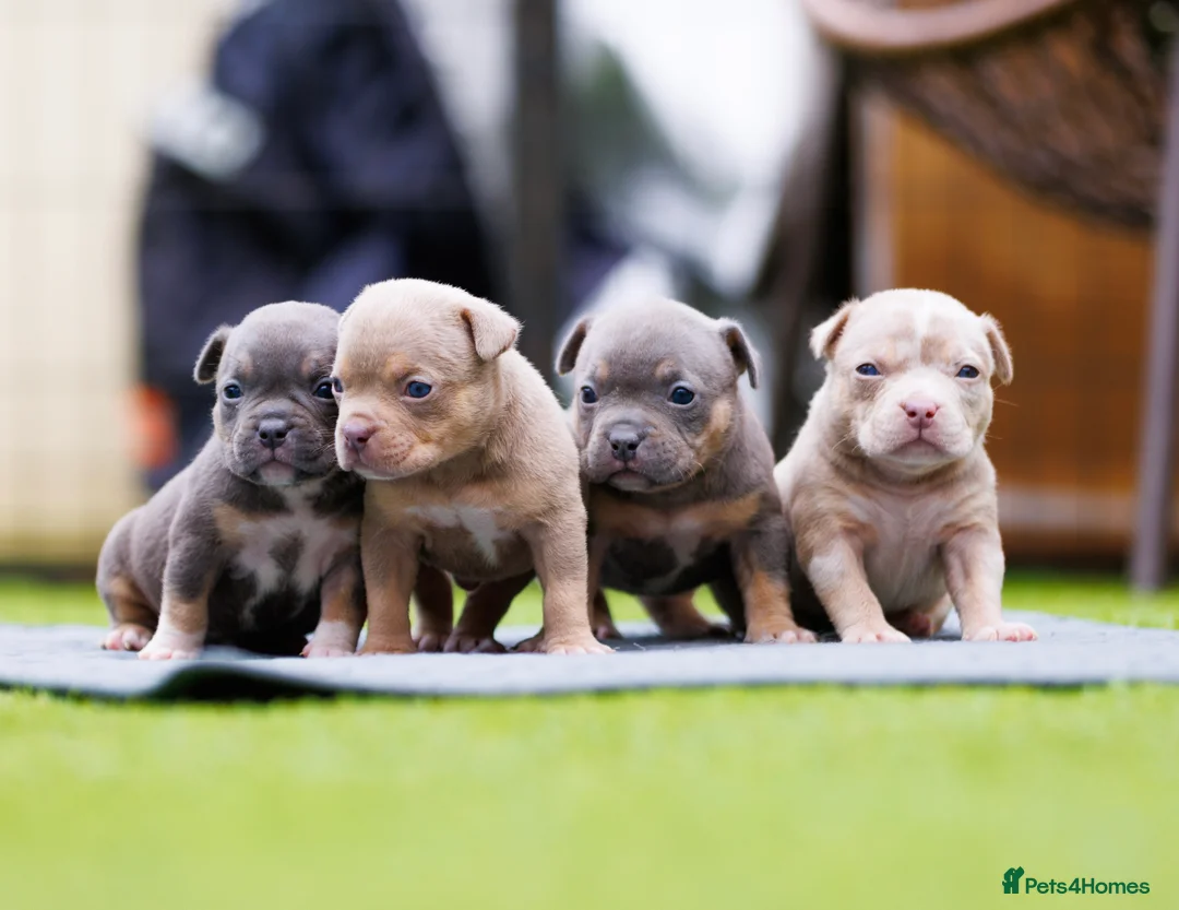 American Bully dogs for sale: Top Tier American Pocket Bullies for SALE!! - Advert 1
