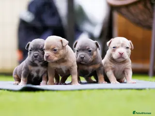 American Bully dogs Top Tier American Pocket Bullies for SALE!! - Advert 12