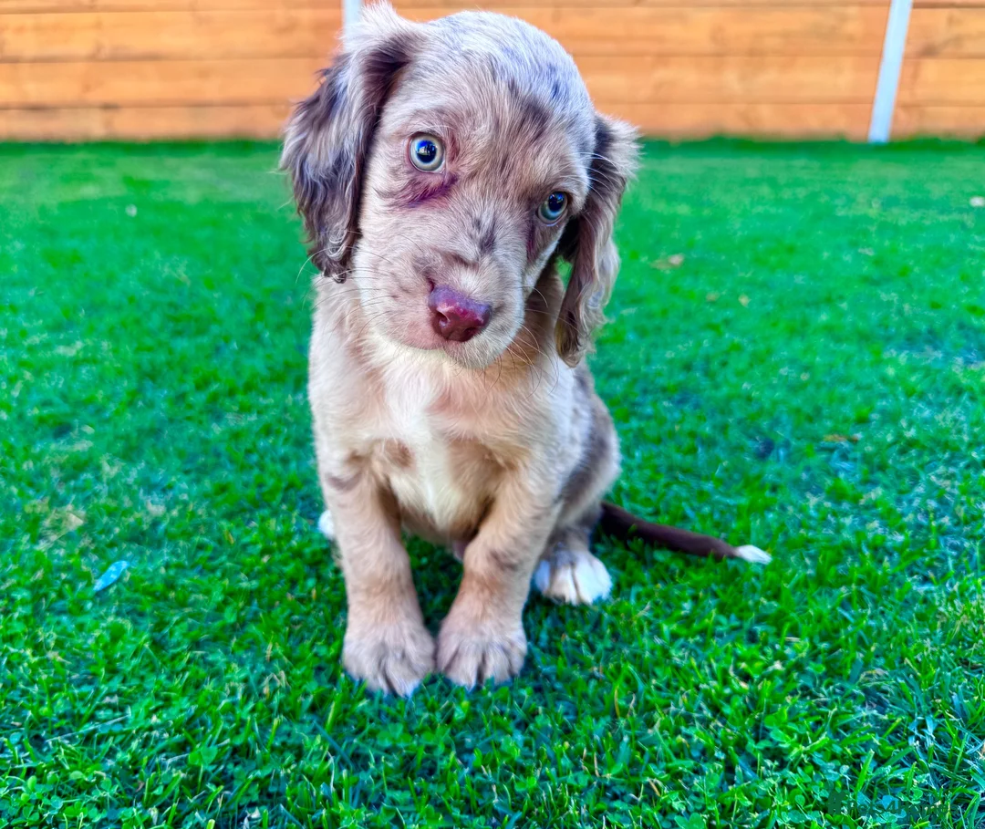 Cockapoo dogs for sale: Cockapoo Babies 🐾🐾🐾 - Advert 1