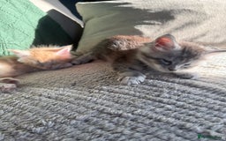 Maine Coon cats for sale: Tica registered Maine Coons from champion lines  - Image 20