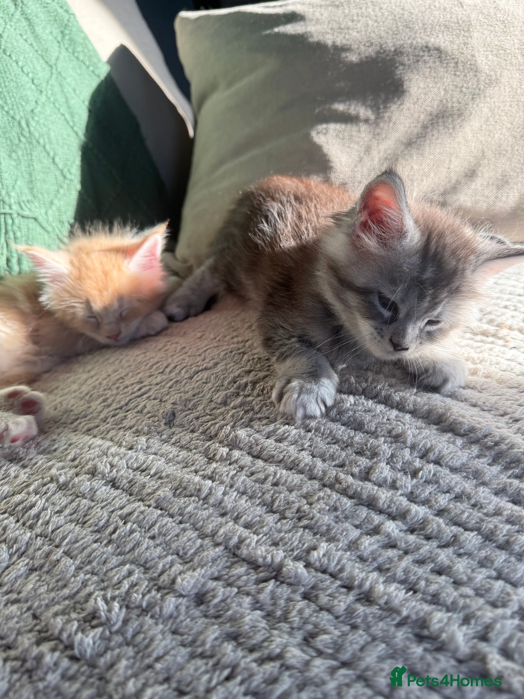 Maine Coon cats for sale: Tica registered Maine Coons from champion lines  - Image 20