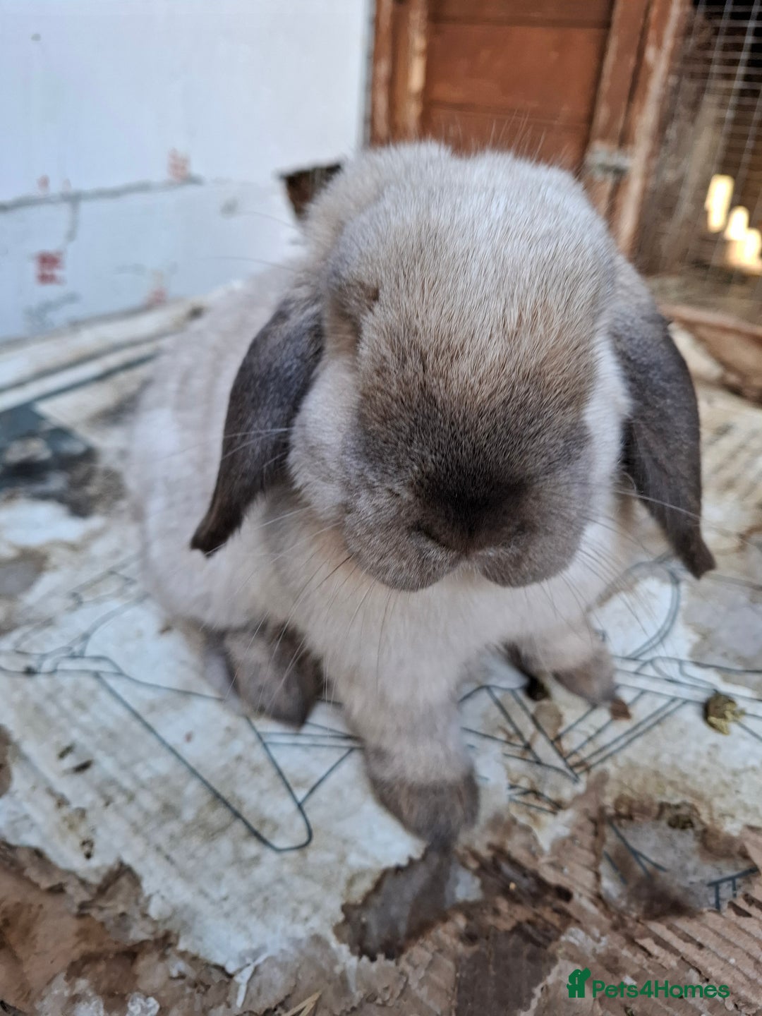 Mini Lop rabbits for sale: Mini Lops - Advert 3