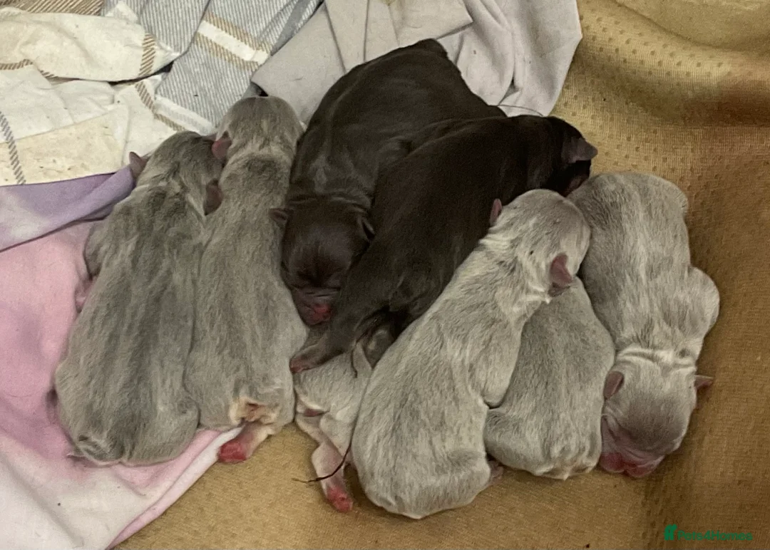 French Bulldog dogs for sale: **REDUCED** Beautiful Chunky Chocolate Tan Boy - Advert 2