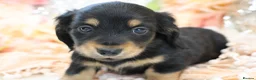 Miniature Dachshund dogs for sale: KC Longhair Miniature Dachshund Puppies - Advert 29