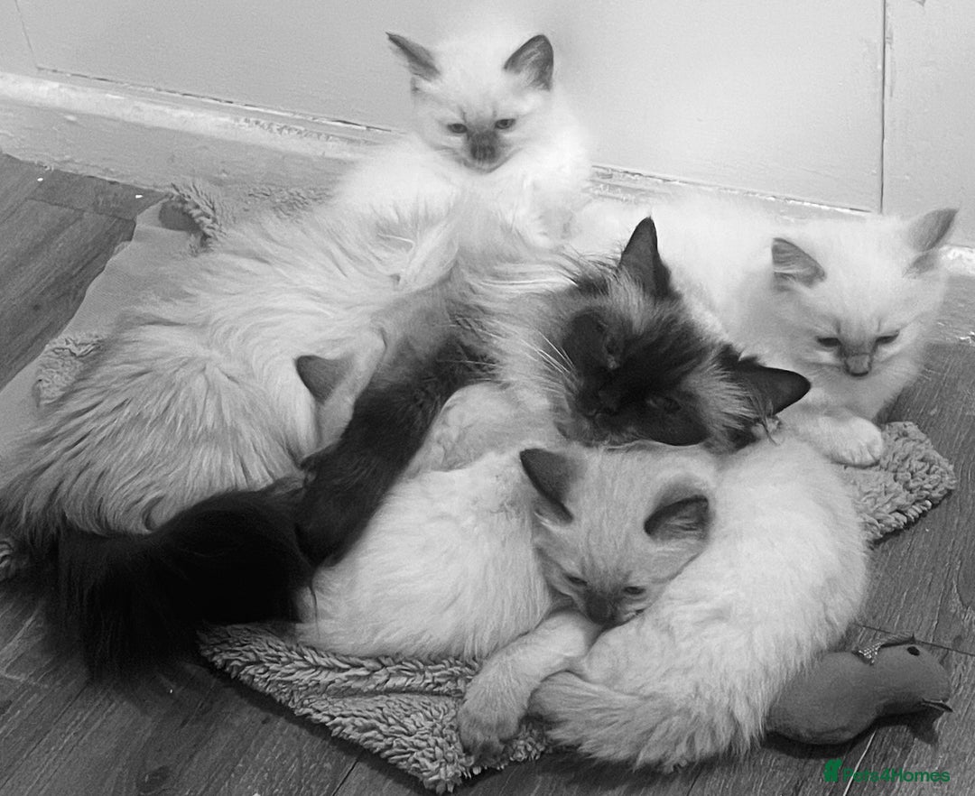 Ragdoll cats for sale: 4 x Pure beautiful ragdoll kittens for sale.  - Image 7