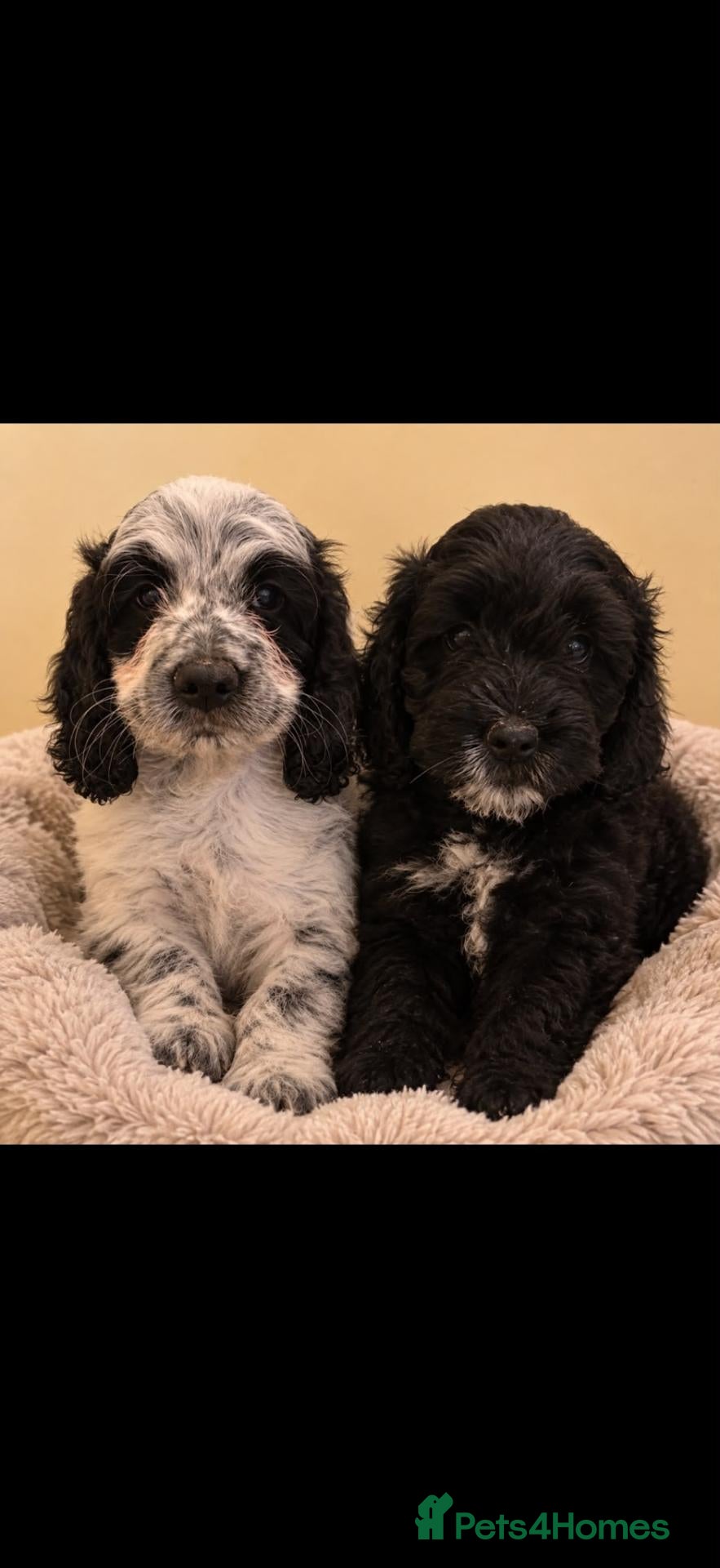 Cockapoo dogs 🏡Ready to leave cockerpoos 🐶🏡only 3 left  - Advert 1