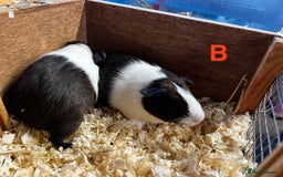 Guinea Pig rodents for sale: Boars and Sows - Image 17