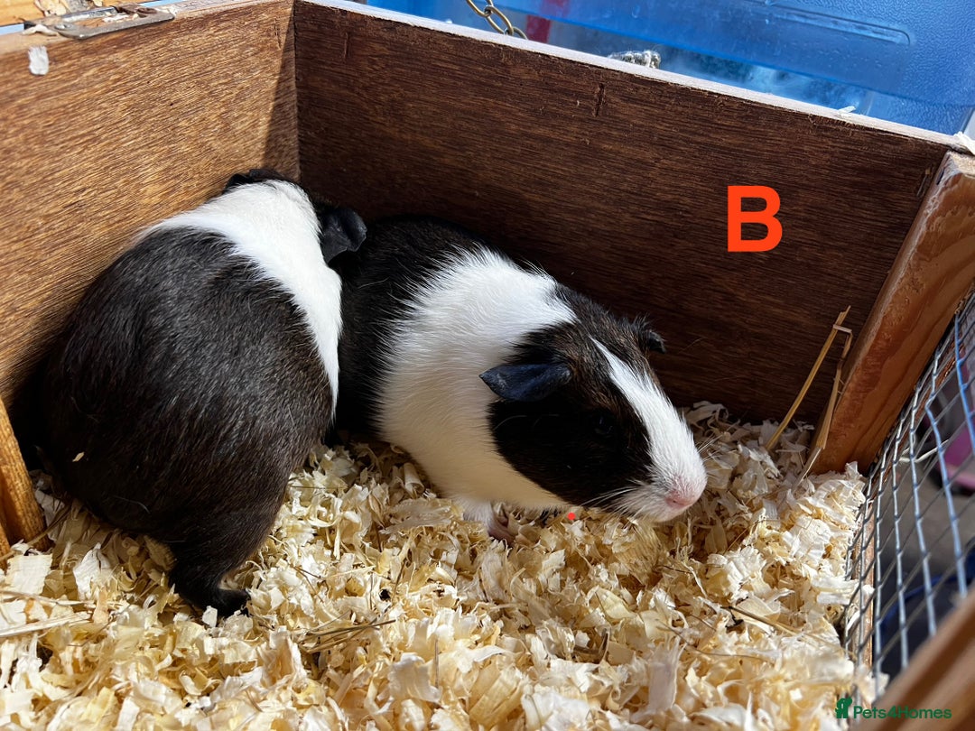 Guinea Pig rodents for sale: Boars and Sows - Image 17