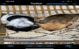 Mixed Breed dogs for sale: French Bull Weiner dogs 6 weeks old  - Image 3