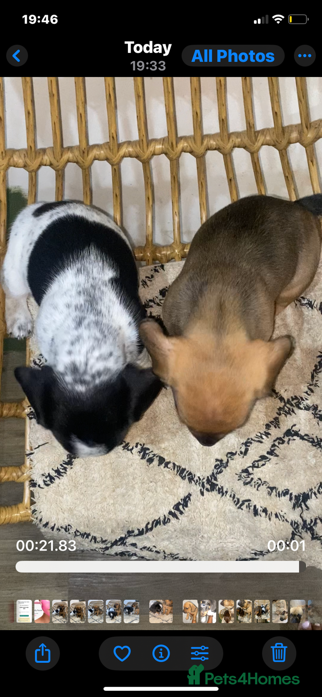 Mixed Breed dogs for sale: French Bull Weiner dogs 6 weeks old  - Image 3