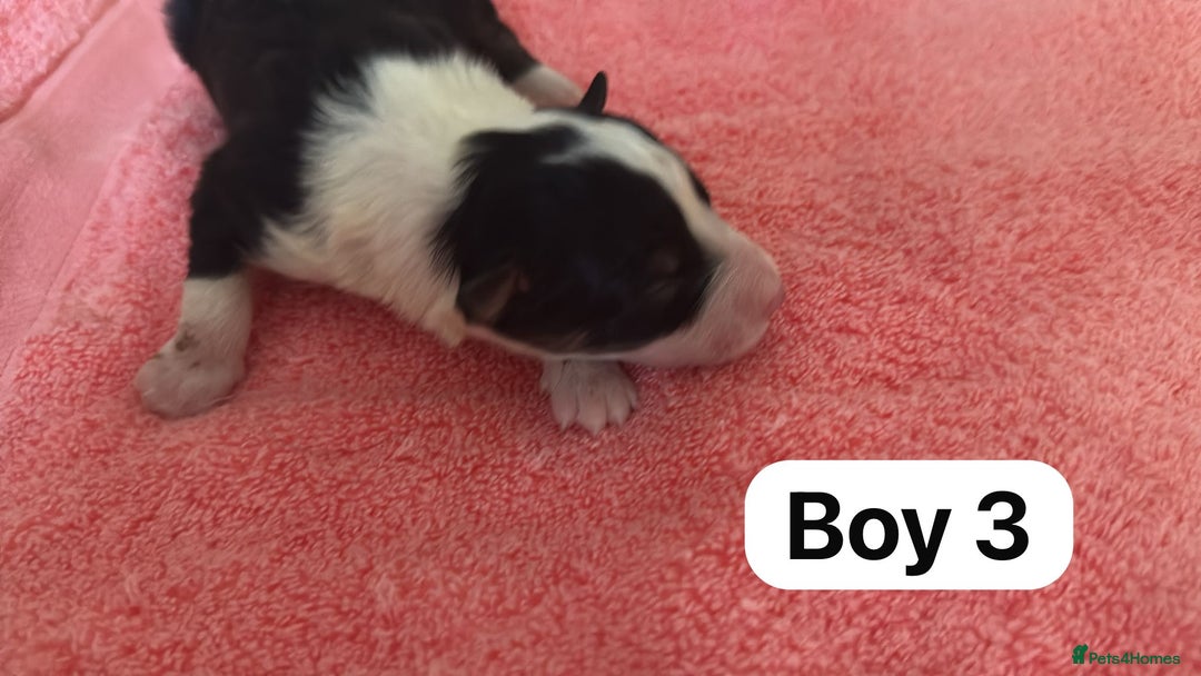 Border Collie dogs for sale: 10 border collies for sale  - Image 7