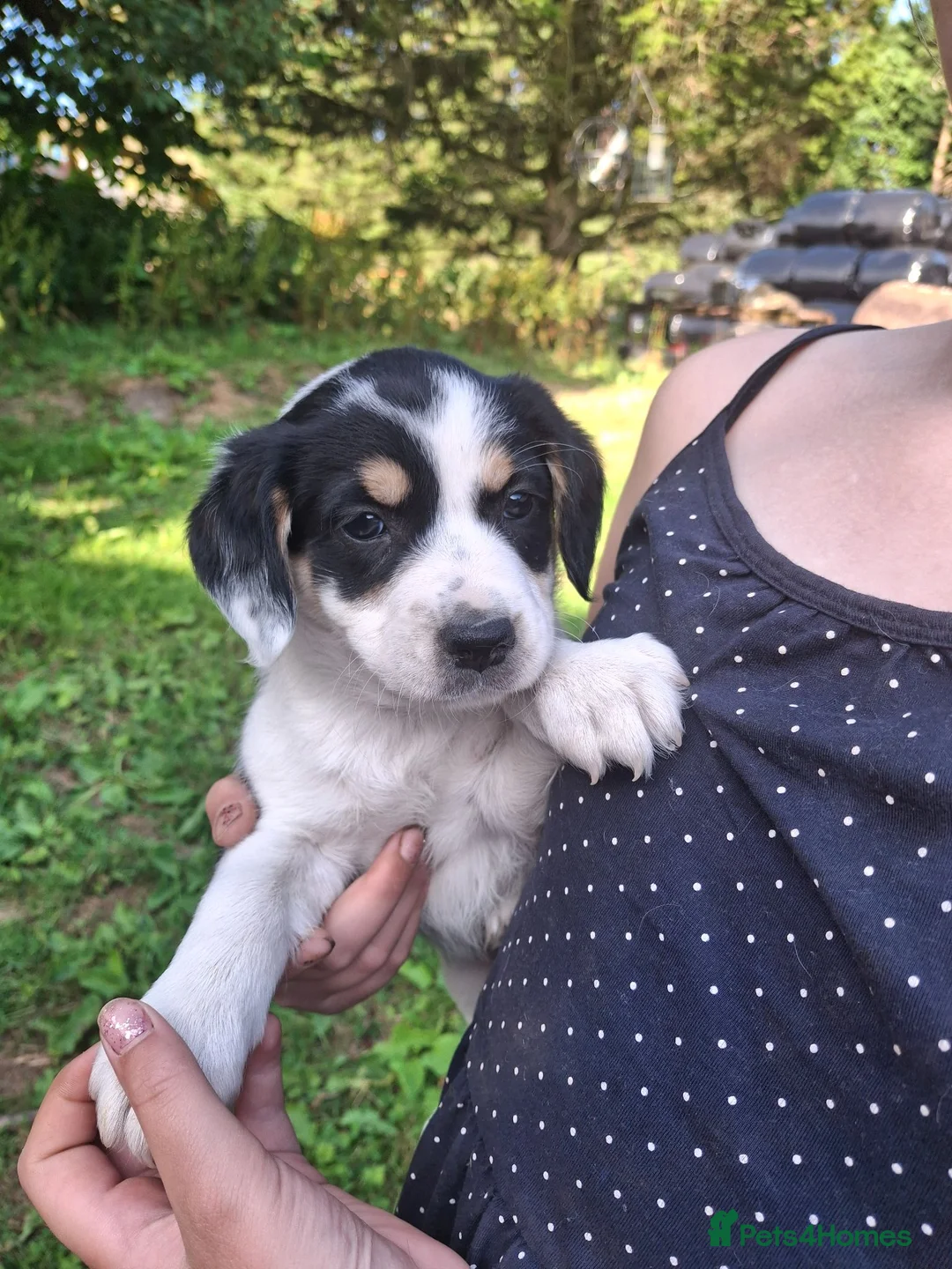 Mixed Breed dogs for sale: Collie x Cocker Spaniel pups in Sedbergh - Advert 2
