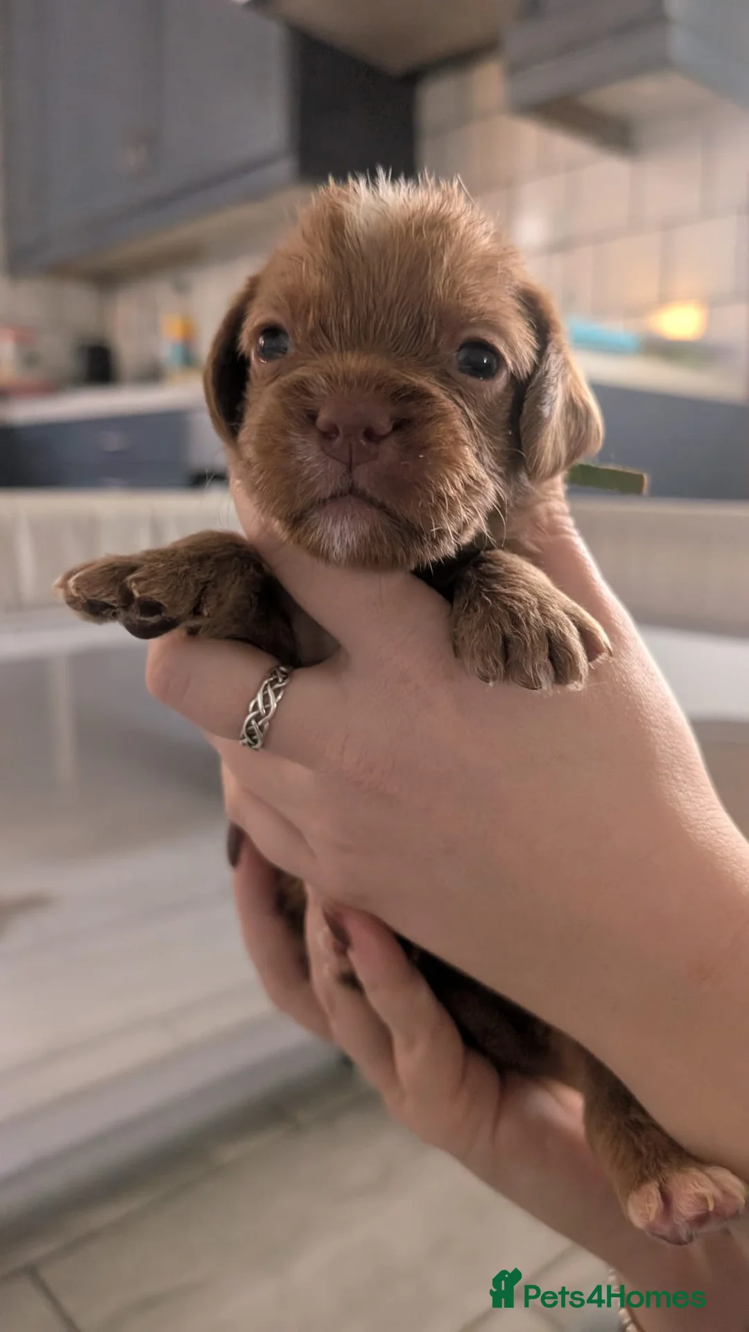 Cockapoo dogs for sale: Cockapoo puppies - Advert 34