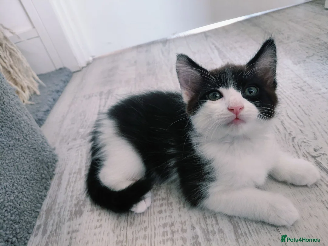 Mixed Breed cats for sale: Lovely kittens looking for forever home - Advert 16