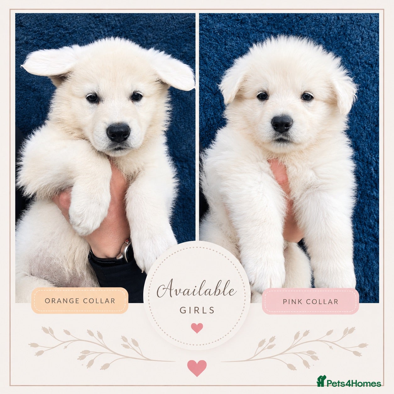 White Swiss Shepherd dogs 🏆KC White Swiss Shepherd pups Champion Bloodlines - Advert 1