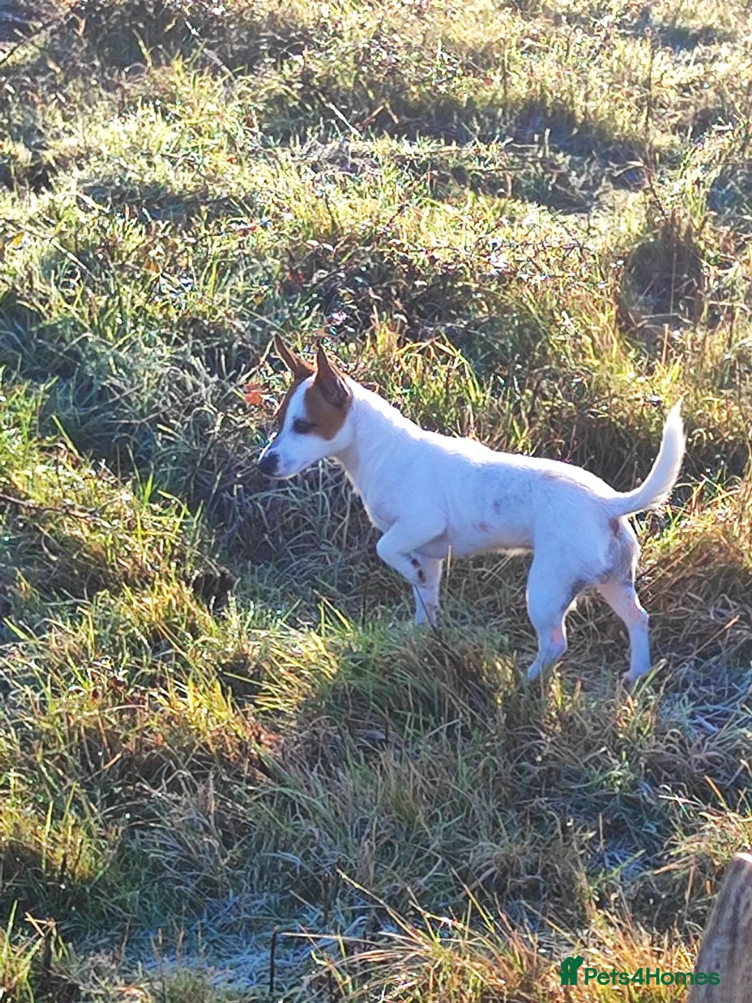 Jack Russell dogs for sale: Jack Russell puppies  in Chatham - Advert 1