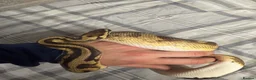 Python Snake reptiles for sale: Piebald royal python  in Manchester - Advert 4