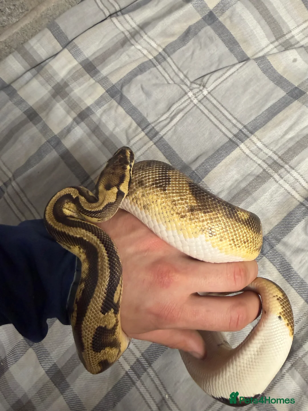 Python Snake reptiles for sale: Piebald royal python  in Manchester - Advert 4