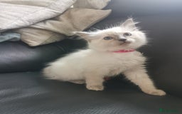Ragdoll cats for sale: Pure breed health tested ragdoll kittens  - Image 17