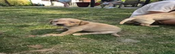 Labrador Retriever dogs for sale: Adorable KC registered Labrador puppies  - Advert 11