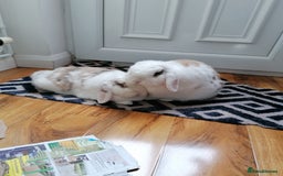 Mini Lop rabbits for sale: Very Friendly Mini Lops, perfect family pet - Image 4