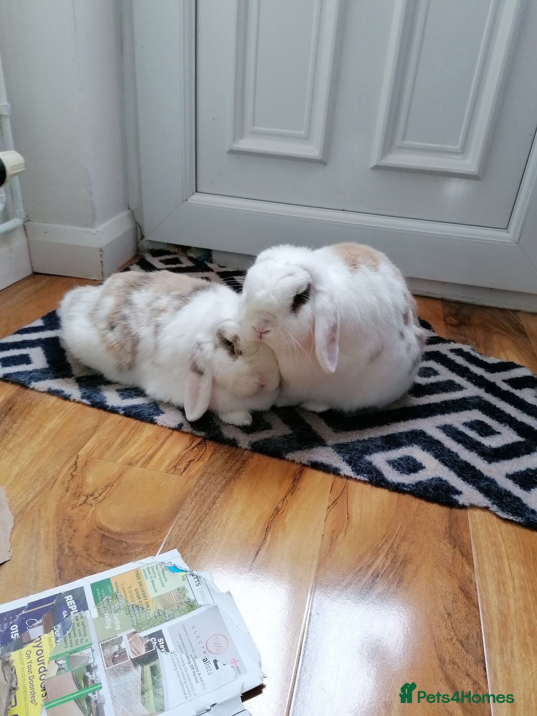 Mini Lop rabbits for sale: Very Friendly Mini Lops, perfect family pet - Image 4