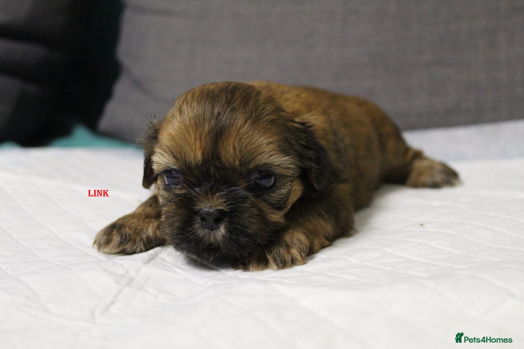 Shih Tzu dogs for sale: LOVELY SHIH TZU PUPPIES  - Image 15