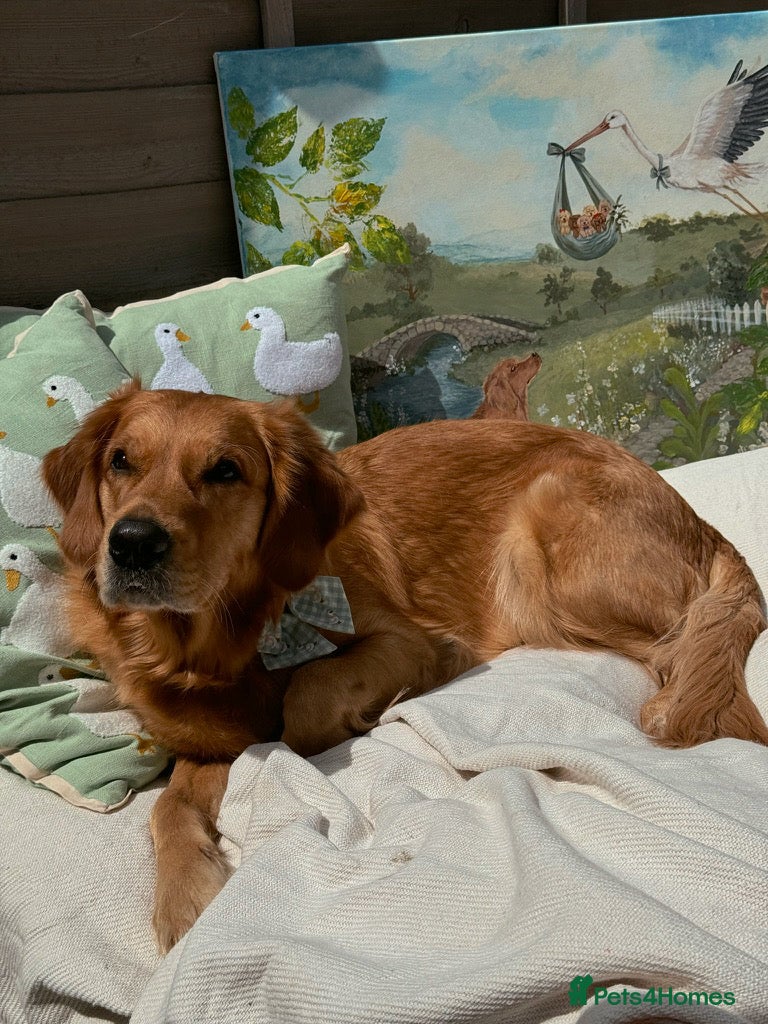 Golden Retriever dogs 🧸 Litter Announcement - Pedigree KC Puppies 🧸 - Advert 1