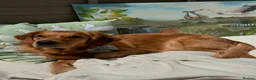 Golden Retriever dogs for sale: 🧸 Litter Announcement - Pedigree KC Puppies 🧸 - Advert 1