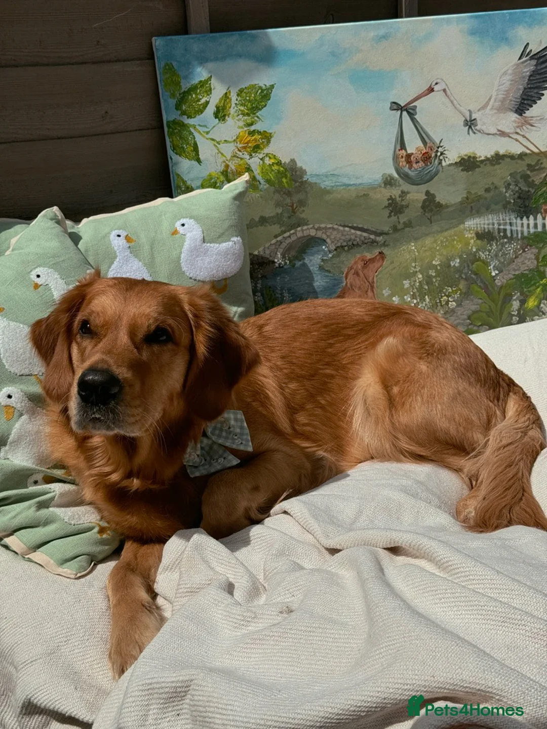 Golden Retriever dogs for sale: 🧸 Litter Announcement - Pedigree KC Puppies 🧸 - Advert 1