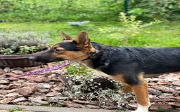 Mixed Breed dogs for adoption: 💙🐶 CONNOR 🐶💙 - Image 16