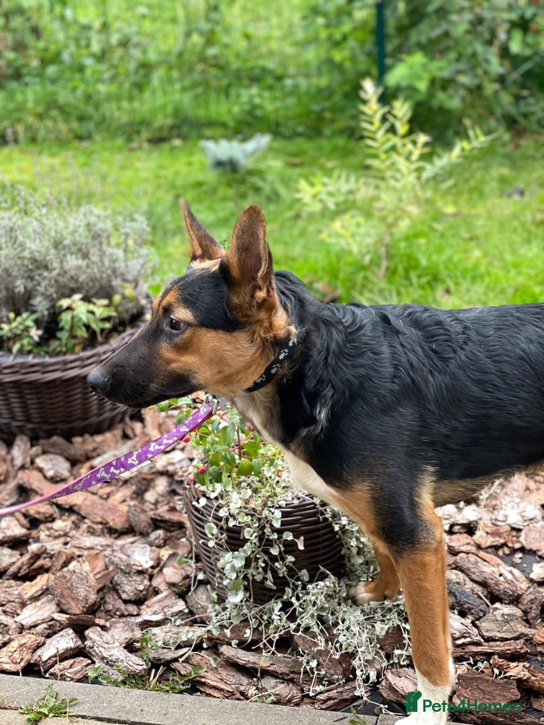 Mixed Breed dogs for adoption: 💙🐶 CONNOR 🐶💙 - Image 16
