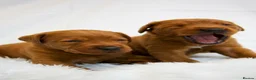 Labrador Retriever dogs for sale: Outstanding fully health tested fox reds  - Advert 3