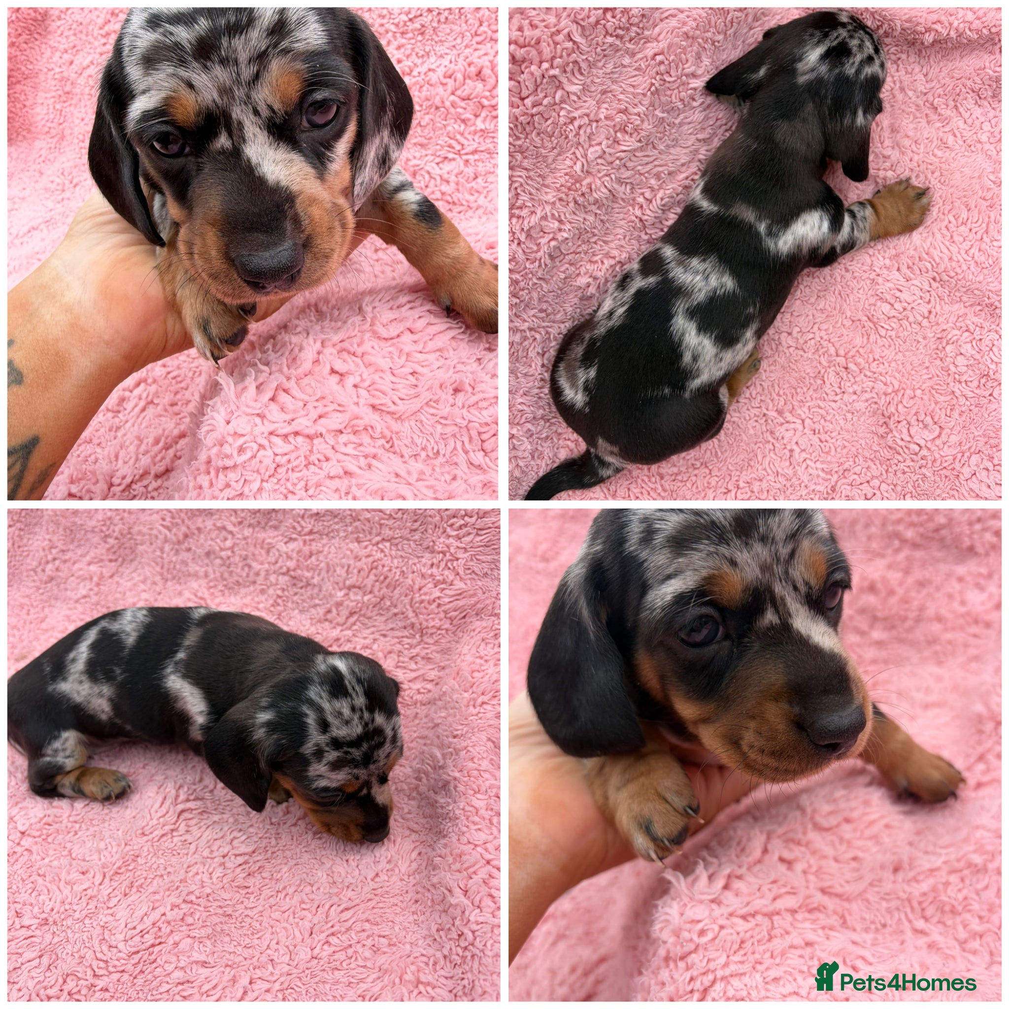 Miniature Dachshund dogs Beautiful KC registered Miniature Dachshunds  - Advert 8