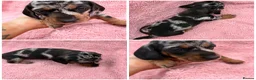 Miniature Dachshund dogs for sale: Beautiful KC registered Miniature Dachshunds  - Advert 1