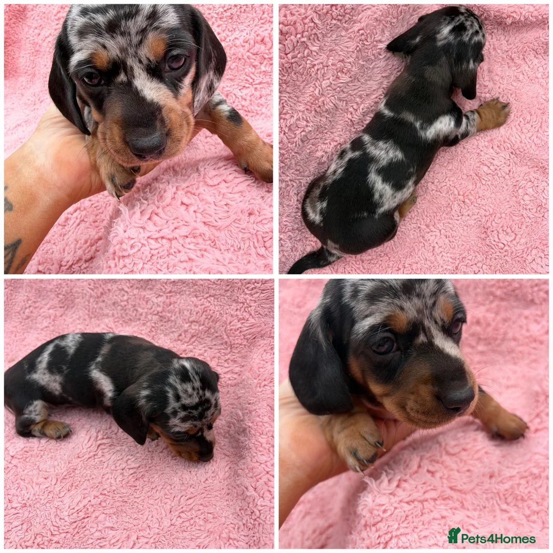 Miniature Dachshund dogs for sale: Beautiful KC registered Miniature Dachshunds  - Advert 1