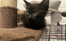 British Shorthair cats for sale: One female kitten for sale - Advert 29