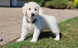 Golden Retriever dogs for sale: Beautiful Golden Retriever puppies - Image 4