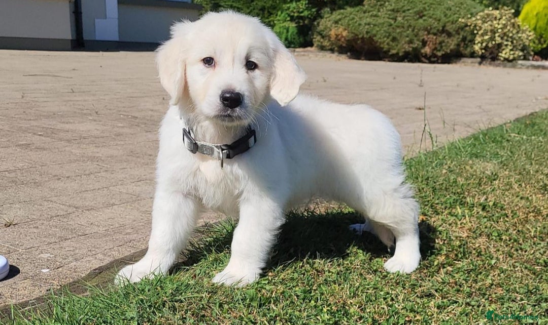 Golden Retriever dogs for sale: Beautiful Golden Retriever puppies - Image 4
