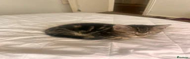 Domestic Shorthair 2