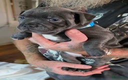 Staffordshire Bull Terrier dogs for sale: cute chunky staffies for all and🐶 - Image 5
