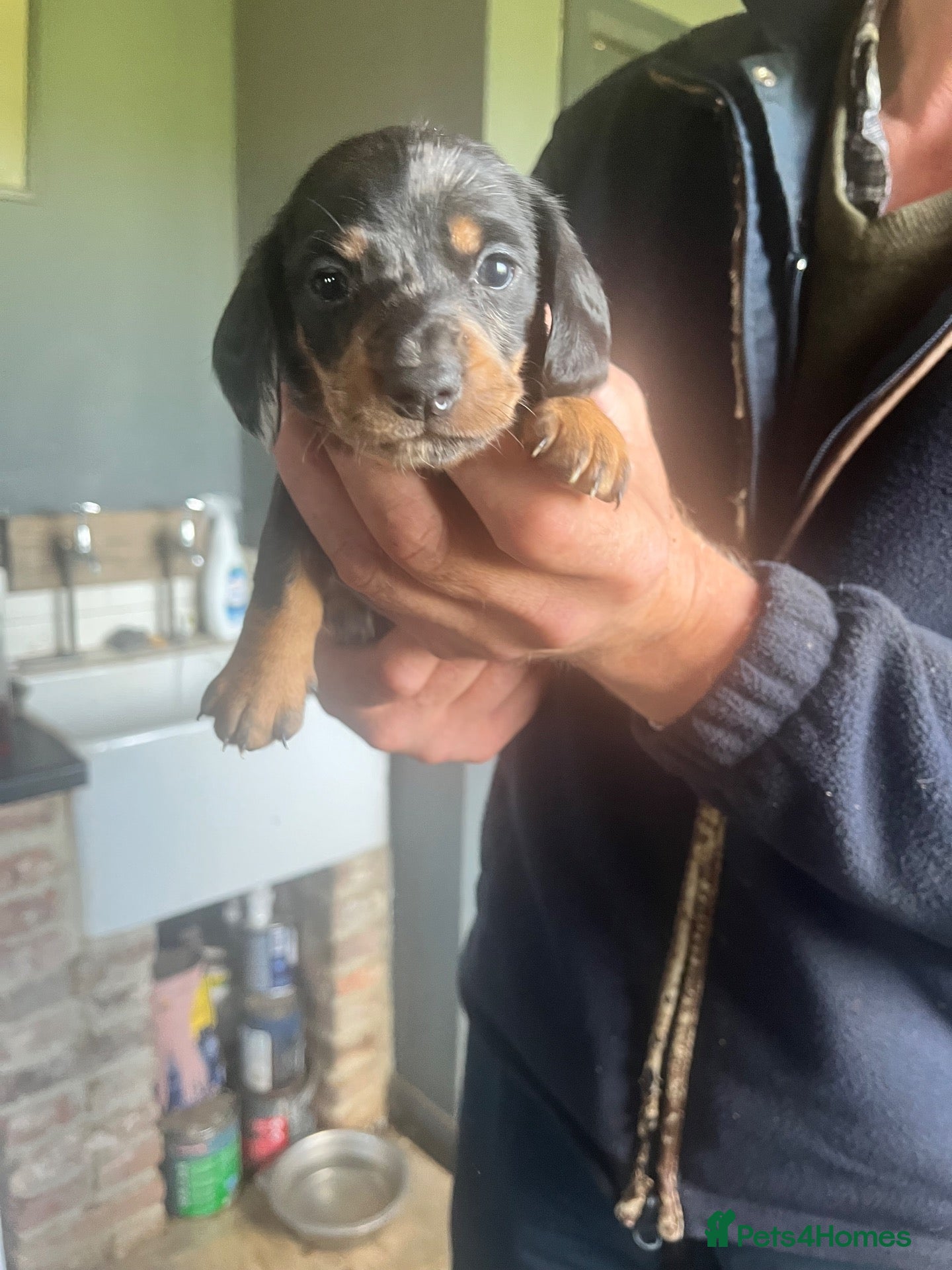 Miniature Dachshund dogs for sale: Gorgeous miniature Daschund puppies - Advert 1