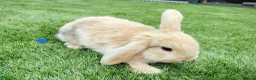 Mini Lop rabbits for sale: Mini Lop Bunnies - Advert 9