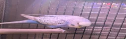 Budgerigars birds for sale: Male budgies in Basingstoke - Advert 3