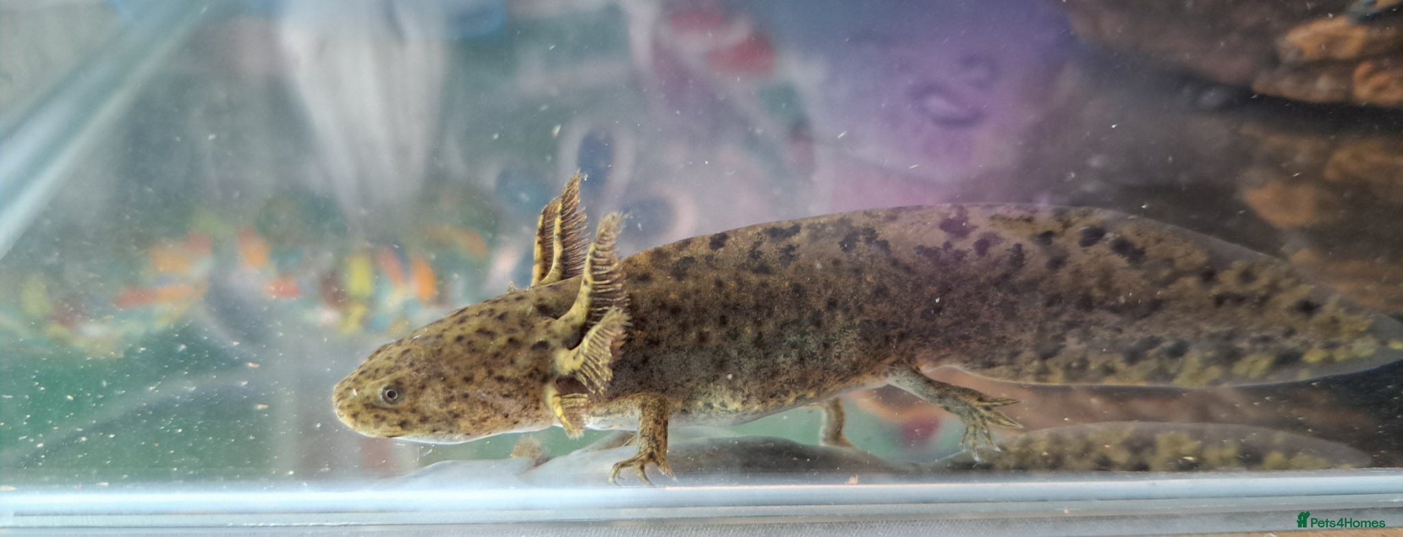 Axolotl reptiles Beautiful young axolotl for sale - Advert 1