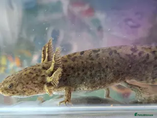 Axolotl reptiles Beautiful young axolotl for sale - Advert 1