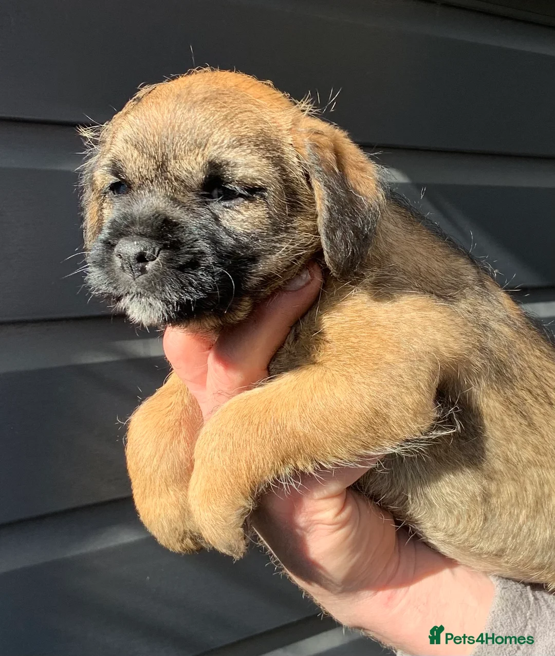 Border Terrier dogs for sale: Border Terrier bitch puppy in Barnsley - Advert 6