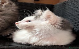 Maine Coon cats for sale: Maine Coon kittens - Image 2