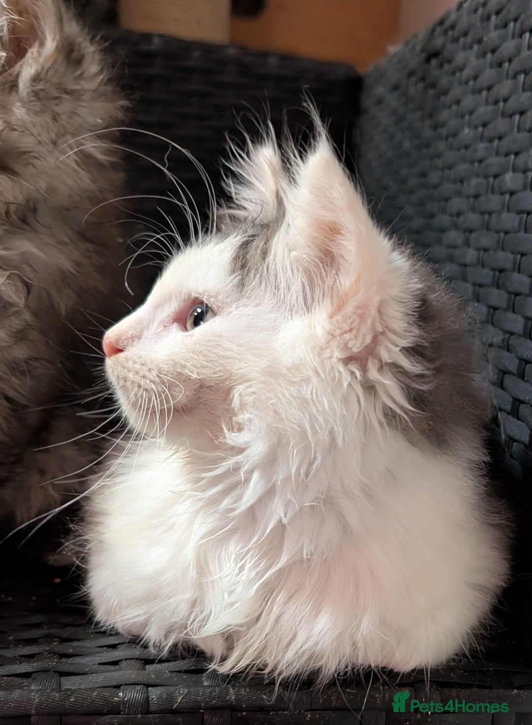 Maine Coon cats for sale: Maine Coon kittens - Image 2