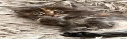 Maine Coon cats for sale: Pure breed Maine coon kittens for sale - Advert 23